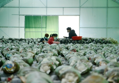 河北献县：小菌菇成就致富大产业